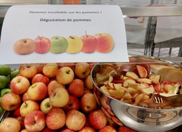 dégustation de pommes