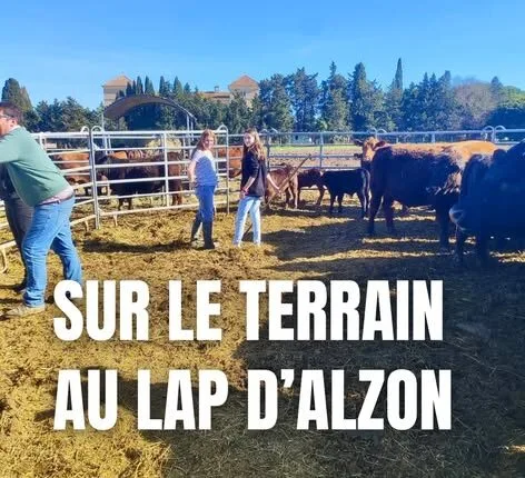 LAP Vestric (1)